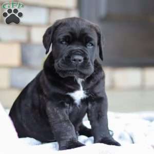 Shadow, Cane Corso Puppy